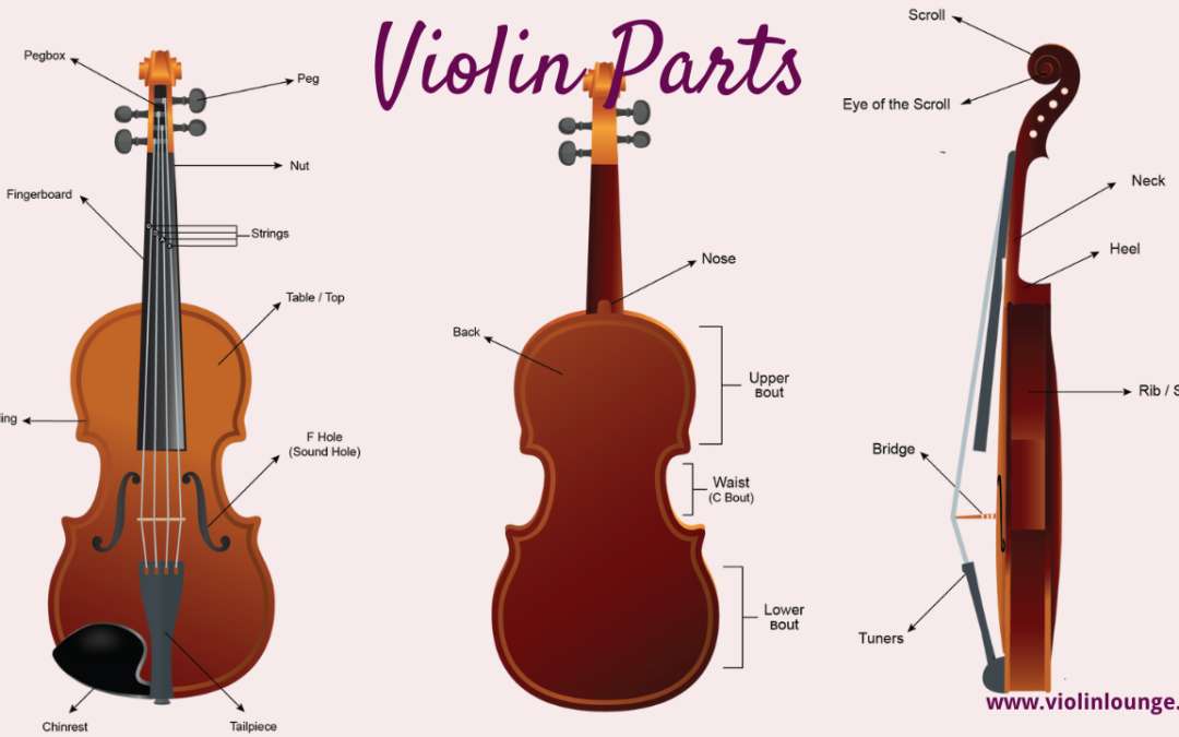 Violin Parts: anatomy of the violin inside out